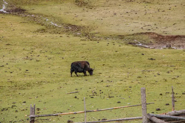 Photo of Black yak eating grass nature view in Pudacuo national park in Shangri La, Yunnan Province, China