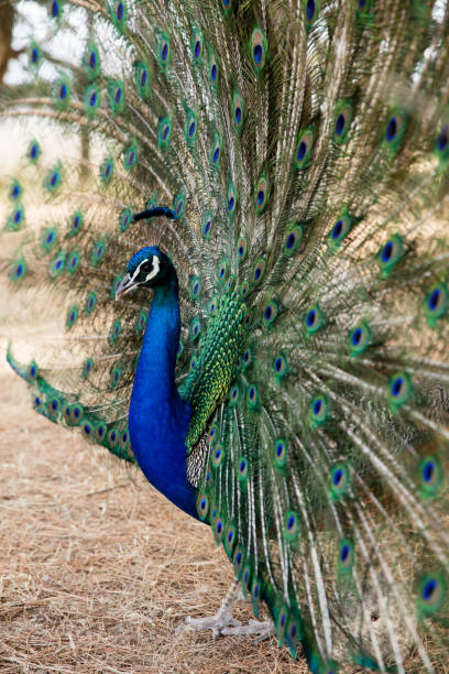 istock Beauty of peacock 689079198