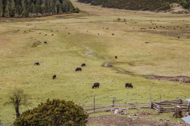 Photo of Black yak eating grass nature view in Pudacuo national park in Shangri La, Yunnan Province, China