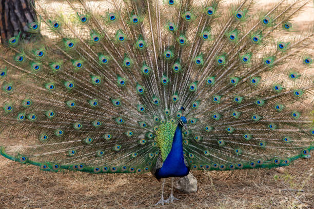 istock Beauty of peacock 689079342