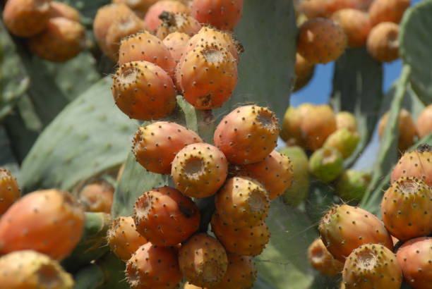 Prickly Pears Fruit - Free photo on Pixabay