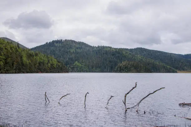 Photo of Withered tree branch in the lake nature view in Pudacuo national park in Shangri La, Yunnan Province, China