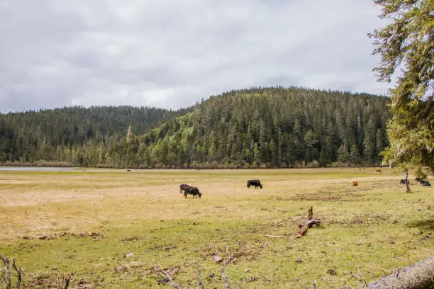 Photo of Yak eating grass nature view in Pudacuo national park in Shangri La, Yunnan Province, China