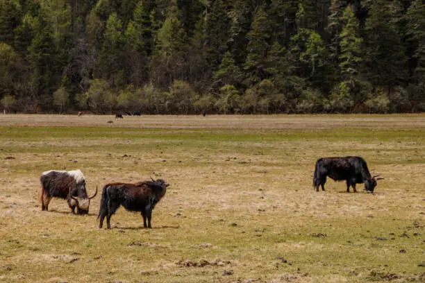 Photo of Yak eating grass nature view in Pudacuo national park in Shangri La, Yunnan Province, China