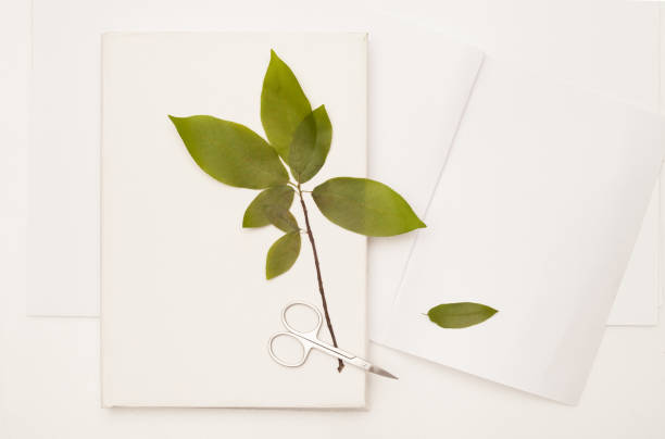 istock The dried leaf of wild cherry on white book 689082138