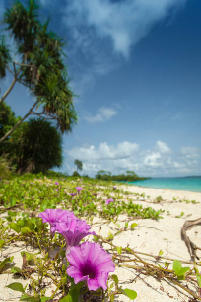 istock Nail Island blue sky with white clouds, Andaman Islands, India 689082170