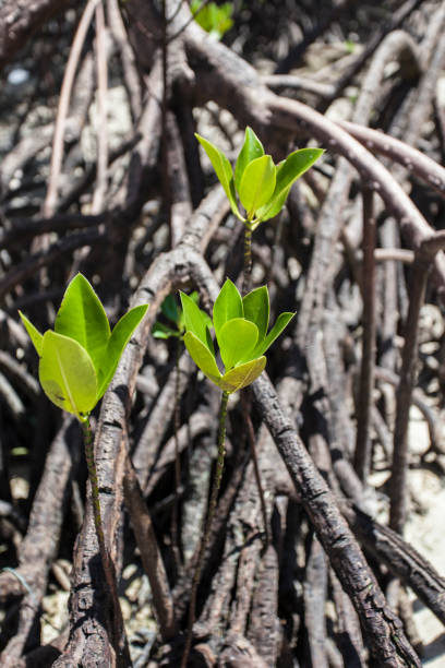 istock Mangroves in Andaman beach, India 689082270