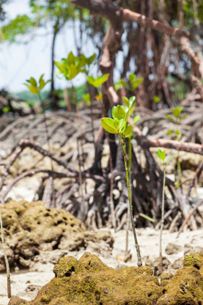 istock Mangroves in Andaman beach, India 689082282
