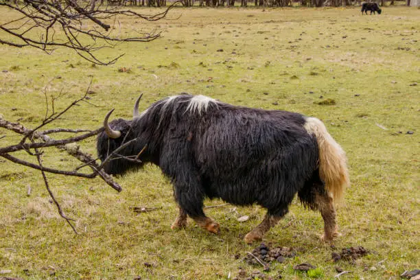 Photo of Yak eating grass nature view in Pudacuo national park in Shangri La, Yunnan Province, China