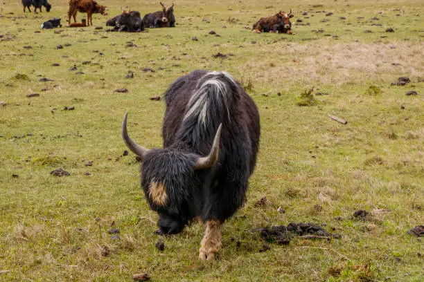 Photo of Yak eating grass nature view in Pudacuo national park in Shangri La, Yunnan Province, China