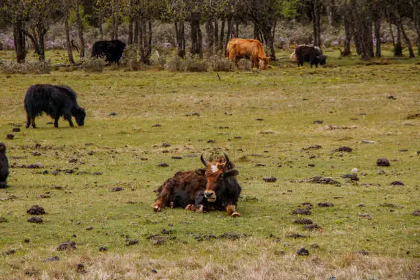 Photo of Yak eating grass nature view in Pudacuo national park in Shangri La, Yunnan Province, China