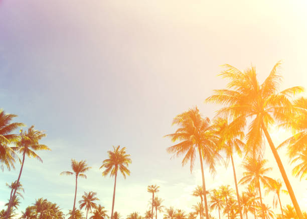 istock coconut trees over clear sky on day with sun light 689082968