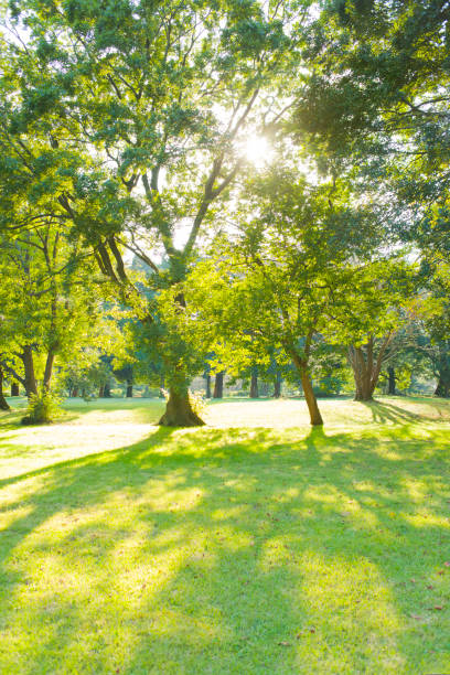 公園　太陽光 Design Material Landscape 公園 stock pictures, royalty-free photos & images