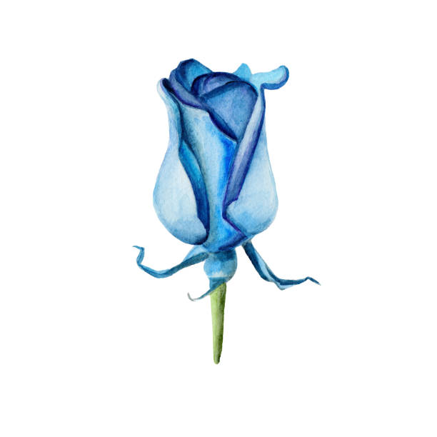 The Blue Rose Flower Isolated On White Background Watercolor