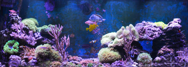 istock Reef tank, marine aquarium filled with water for keeping live underwater animals. Day view. 689089708