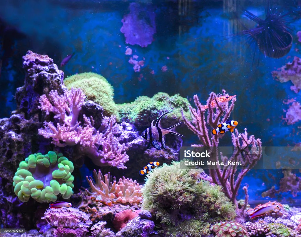 Leeuw Ik heb een Engelse les Verbieden Reef Tank Marine Aquarium Filled With Water For Keeping Live Underwater  Animals Day View Stock Photo - Download Image Now - iStock