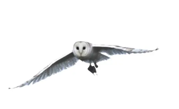 Photo of cute barn owl flying at dawn carrying rodent to nest