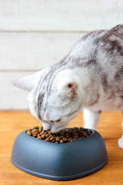 istock Cat eating pet food 689093116
