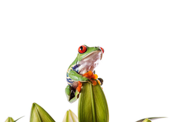 Red Eye Tree Frog on isolated white background stock photo