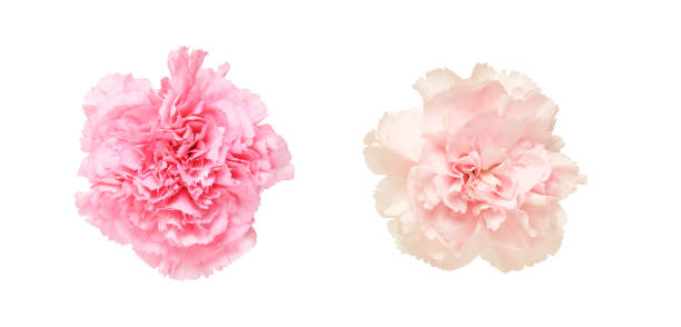 istock Flower head of carnation 689106610