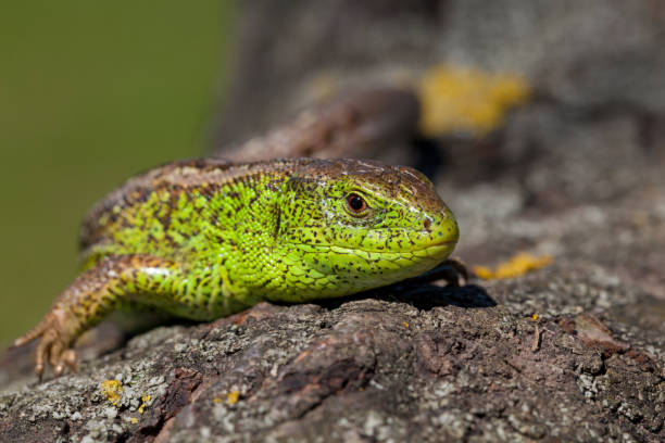 istock Reptile shot close-up.Nimble green lizard ( Lacerta viridis, Lacerta agilis ) closeup, basking on a tree under the sun. 689106870