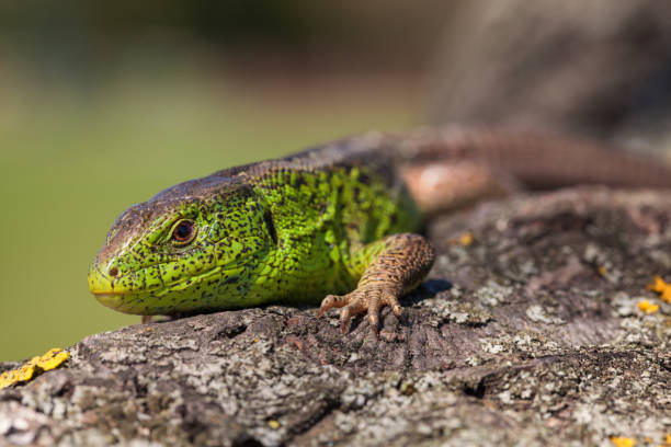 istock Nimble green lizard ( Lacerta viridis, Lacerta agilis ) closeup, basking on a tree under the sun.Male lizard in a mating season on a tree covered with moss and lichen. 689106872