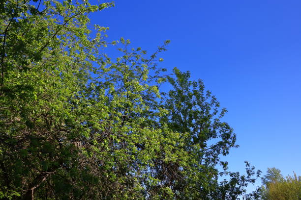 istock Birch twigs with the young green shining leaves 689122426