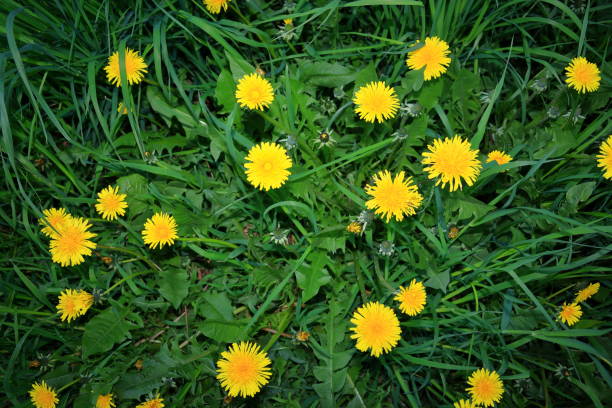 istock dandelion on a blurred background of green grass 689122542