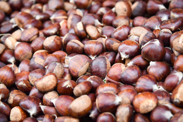istock Closeup of a group of chestnuts . 689122676