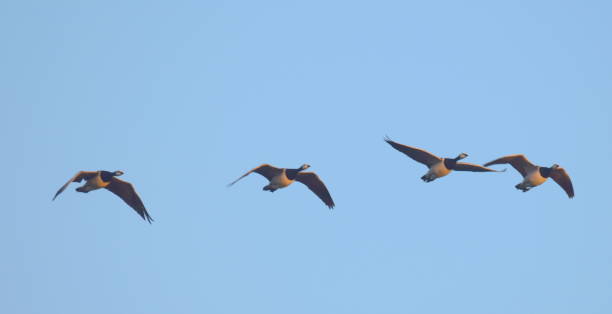 istock flock of barnacle geese flying in the sky at dawn 689129498