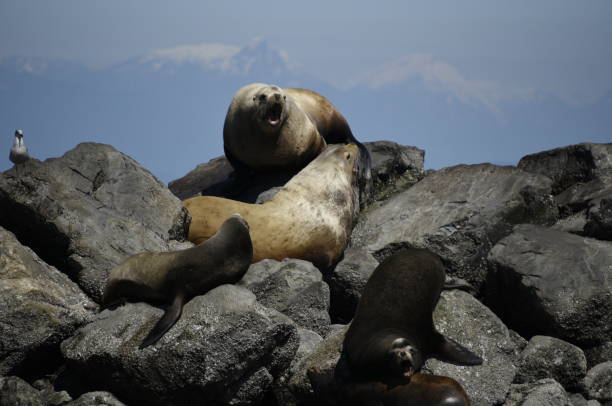 istock West Coast Steller sea lions 689130466