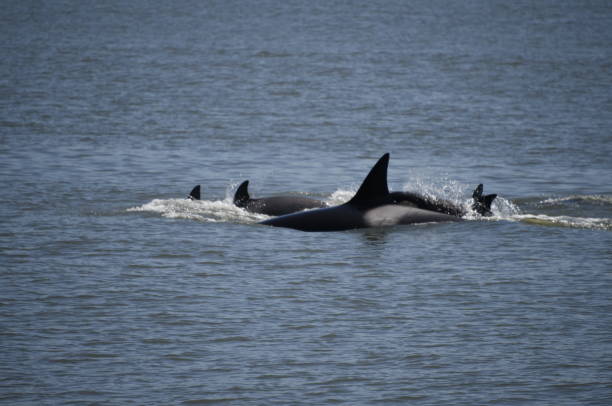 istock Pod of West Coast Orcas 689134750