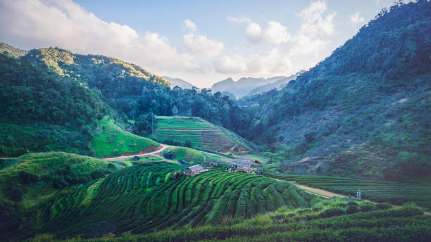 istock Background natural landscape view on the mountains. tea plantation 689139630