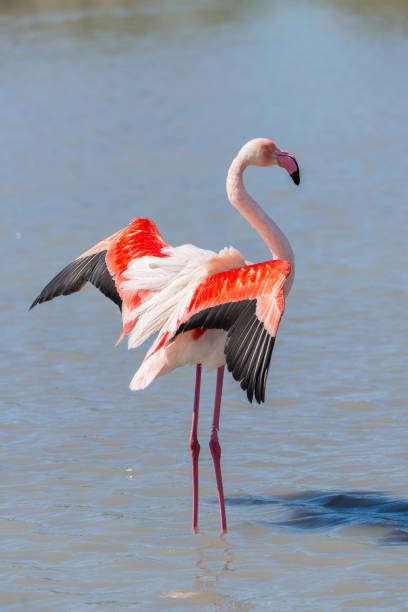 オオフラミンゴ、ピンクの鳥 - flamingo bird isolated animal leg ストックフォトと画像
