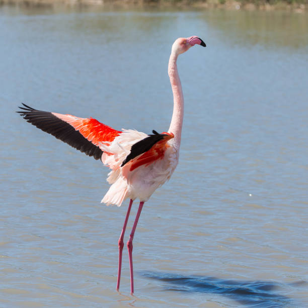 オオフラミンゴ、ピンクの鳥 - flamingo bird isolated animal leg ストックフォトと画像