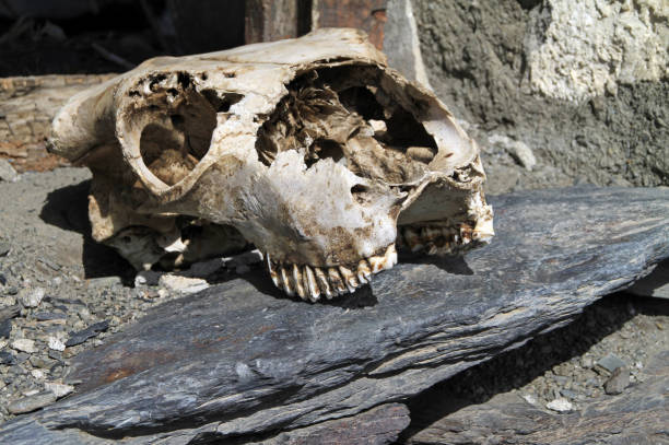 istock Animal skull in the sun 689142476