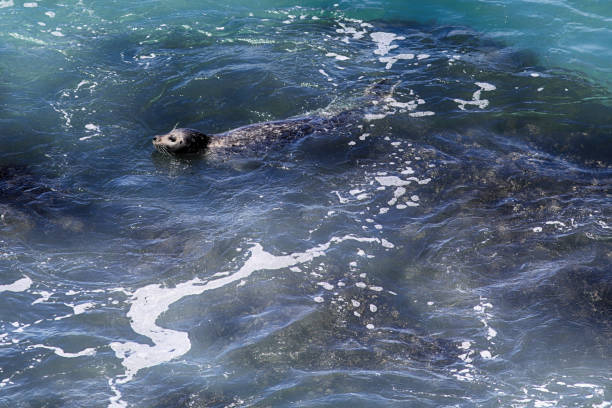 Swimming off the shore a seal plays in the water