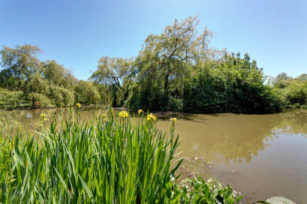 istock lake in Minoru Park, Richmond BC 689143478