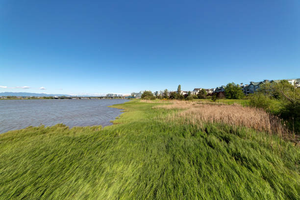 istock river and beach with grass in early summer 689145968