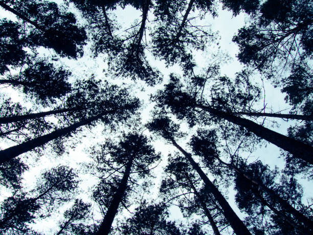 istock Low angle view of high conifer trees. Looking up in the forest. 689154380