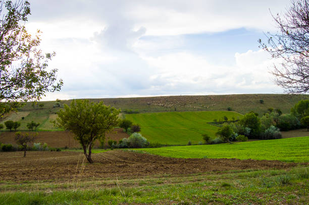 Sheep grazing and landscapes in the steppe climate