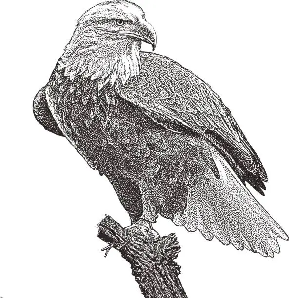 Vector illustration of Bald Eagle perching on stump. Cutout