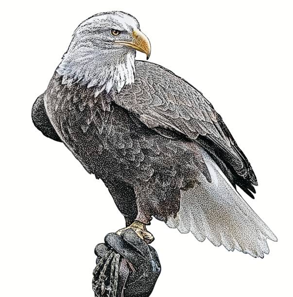 ilustrações de stock, clip art, desenhos animados e ícones de bald eagle perching. cutout - meia tinta aperfeiçoamento digital ilustrações