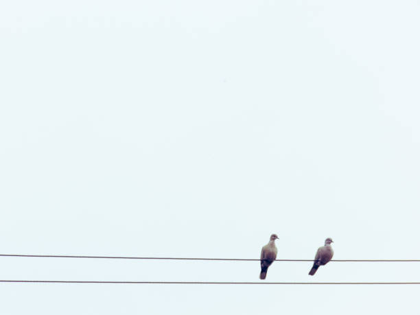 istock Two pigeons sitting on a power line with a white sky in the background. Minimalistic background with copy space. 689165852