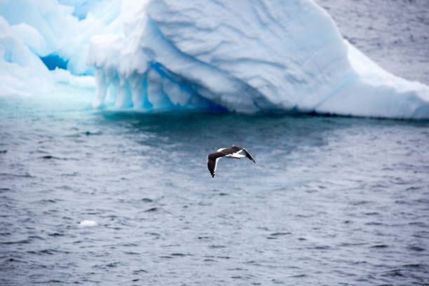istock Antarctica: Kelp Gull in the Lemaire Channel 689165866