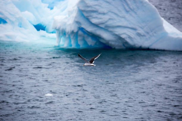 istock Antarctica: Kelp Gull in the Lemaire Channel 689166096