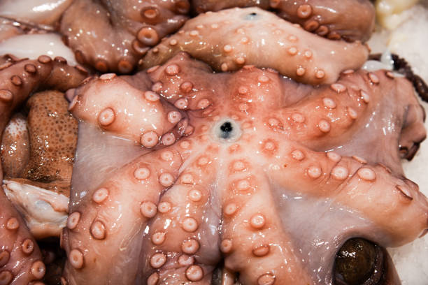 istock Fresh frozen octopus  onice . 689166158