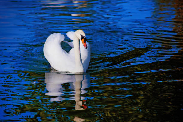 istock Beautiful swan in blue lake 689169432