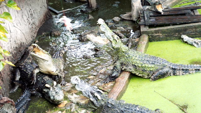 Feeding Crocodile