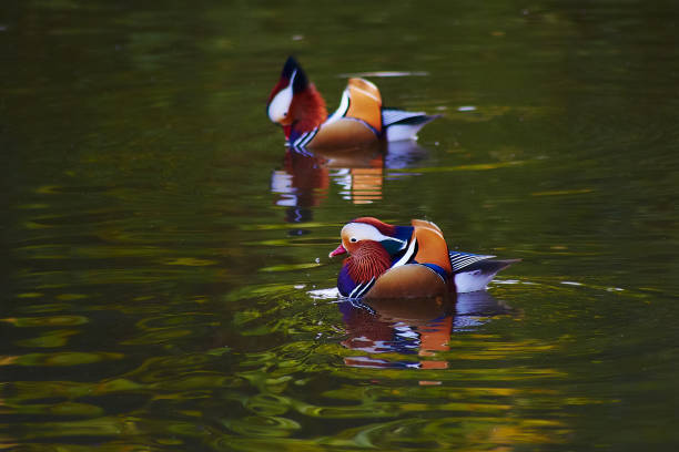 Mandarin duck very colorful beautiful bird in pond stock photo